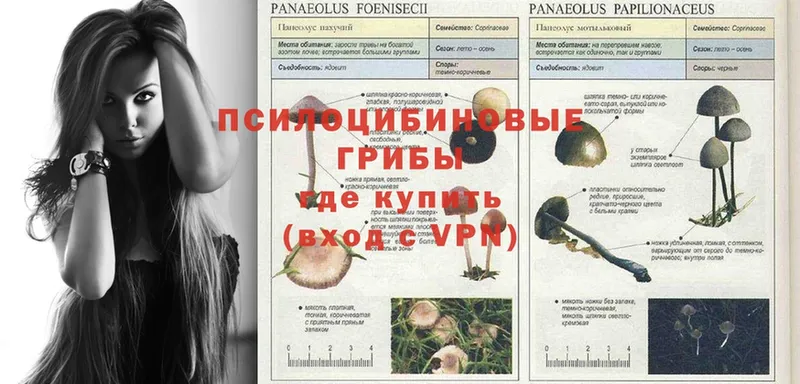 Псилоцибиновые грибы Psilocybe  Елец 